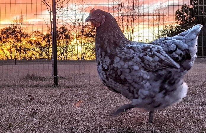 Sapphire Gem Chicken